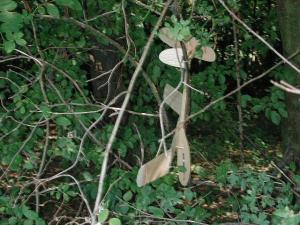 2000 - Hoppala. Keine Angst, diese Landung im Baum verlief ohne Schaden.