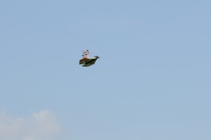 Flugtag 2008 - Schaufliegen > Hunde lernen fliegen 