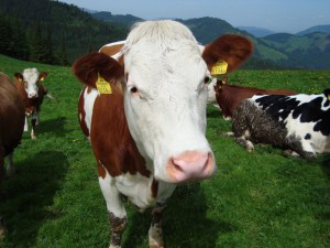 Sommeralmpokal 2009 - Kritischer Blick auf die absteigenden Piloten 