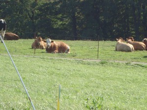 3. Klubcup 2009 F3F - Die Namen sind der Redaktion bekannt